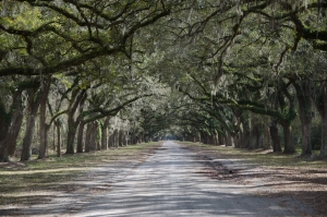 plantation-avenue-of-trees-1418561-page