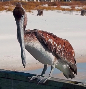 florida-pelican
